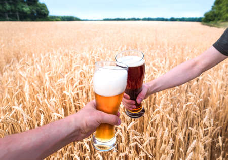 A glass of beer in the hands against ears of ripe wheat and wheat fieldの写真素材
