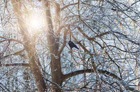 Branches of trees in hoarfrost and sun in winter. Tree in snow and raven. Nature backgroundの写真素材