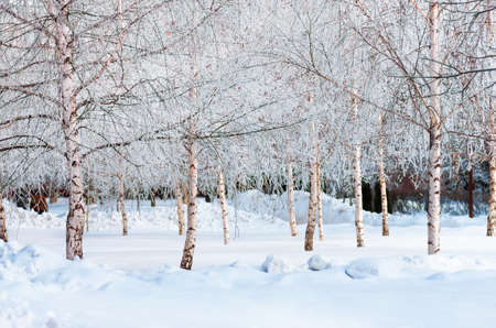 Young birches covered with snow and hoarfrost in the snowy winter park with in frosty dayの写真素材