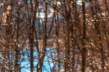 falling snow in forest before christmas, closeup, natural winter backgroundの写真素材