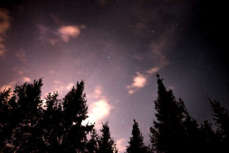 Night sky with stars fnd clouds in the spruce forest , when the morning comes. Natural backgroundの写真素材