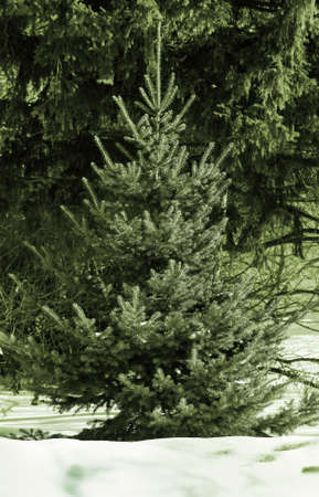frozen green spruce in winter in the snow, green tone