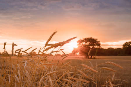 ears in a wheat field during the sunset