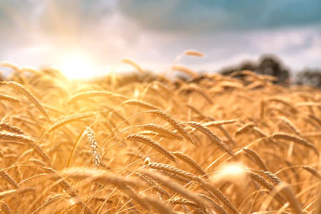 ears in a wheat field during the sunset against the backdrop of a trees when the harvest is ripe