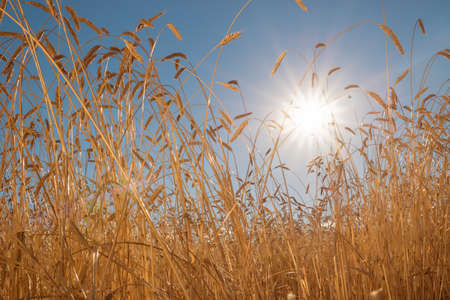 Ears of golden wheat closeup. Wheat field. Beautiful ears background