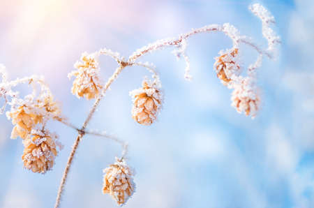 Dry hops covered with snow and hoarfrost in winter closeup