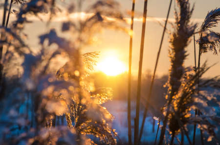 Reed plants at shore of a lake during sunset in winterの写真素材