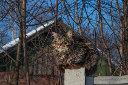 big adult furry striped Siberian cat closeup, portrait