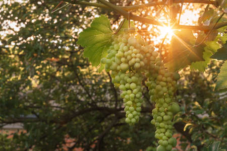 large ripening bunch of white grape on the vine in the summer evening closeupの写真素材