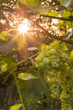 large ripening bunch of white grape on the vine in the summer evening closeupの写真素材