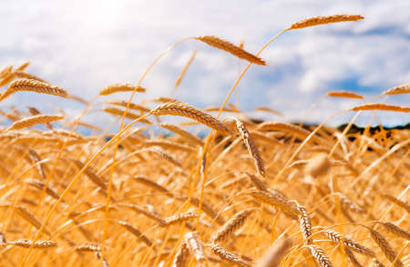 Ears of golden wheat closeup. Wheat field. Beautiful ears background