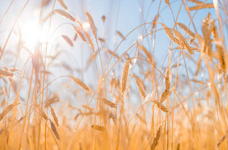 Ears of golden wheat closeup. Wheat field. Beautiful ears backgroundの写真素材