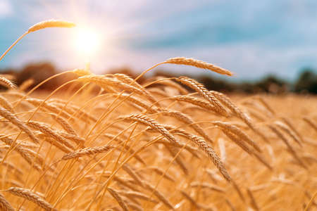 ears in a wheat field during the sunset against the backdrop of a trees when the harvest is ripeの写真素材
