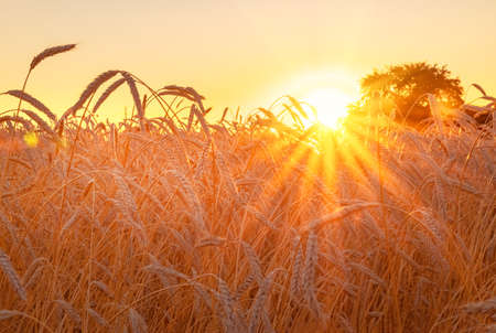 Wheat field with blue sky with sun and clouds against the backdrop of a trees when the harvest is ripeの写真素材