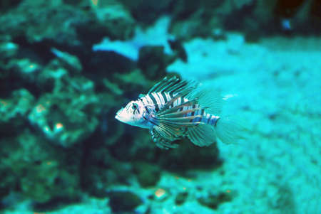 Exotic tropical Devil firefish, or common lionfish -Pterois miles- in aquarium.の写真素材