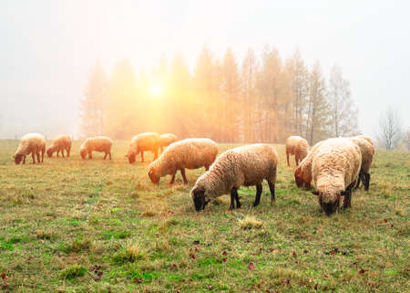 sheep in the fog early in the morning on a pasture in the highlands, in the fall, against the background of treesの写真素材