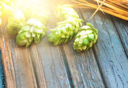 Green hops, malt, ears of barley and wheat grainの写真素材