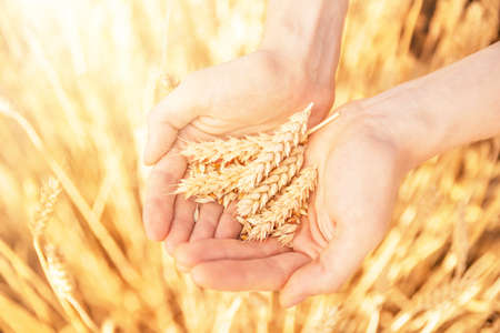 Spikelets and grain of ripe wheat in palms closeupの写真素材