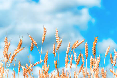 Ears of golden wheat closeup. Wheat field. Beautiful ears background