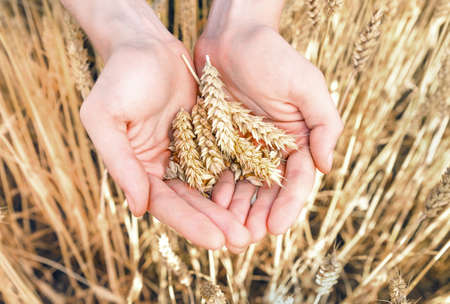 Spikelets and grain of ripe wheat in palms closeupの写真素材