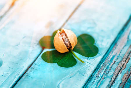 pistachio nut lying on a shamrock a beer snack on St. Patrick's Day