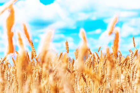 Ears of golden wheat closeup.の写真素材