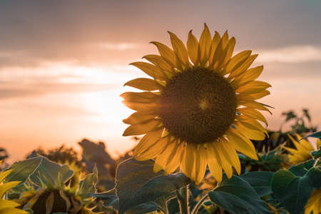 A blossoming sunflower flower close-up