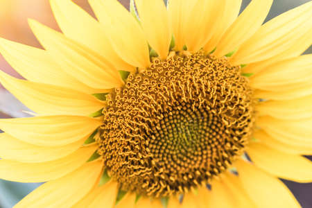A blossoming sunflower flower close-upの写真素材