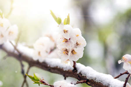 Flowers of apricot tree in spring when fell out the unexpectedly last snow. Flowers in the snow in spring.の写真素材