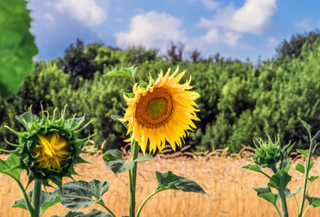 Flower sunflower against wheat field, trees, bush, blue sky and clouds. Flowering sunflower flowers. Sunflower from which produce oil. Beautiful agricultural background containing flowers helianthus and wheat fieldの写真素材