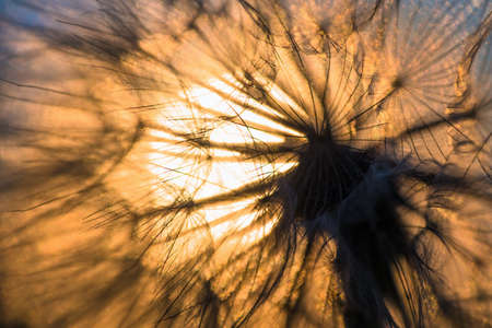 Dandelion closeup against sun and sky during the dawn, meditative summer zen background