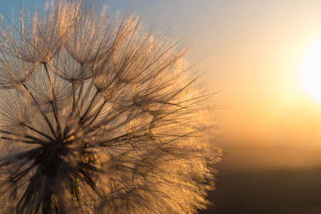 Dandelion closeup against sun and sky during the dawn, meditative summer zen backgroundの写真素材