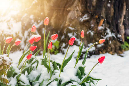 Blooming red tulip flowers in spring covered with the last cold snow in the park when it suddenly became cold. Flowers in the snow in spring.の写真素材