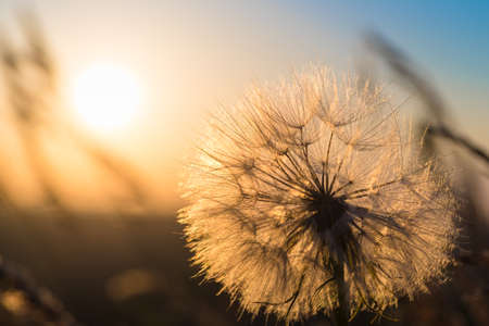 Dandelion closeup against sun and sky during the dawn, meditative summer zen backgroundの写真素材