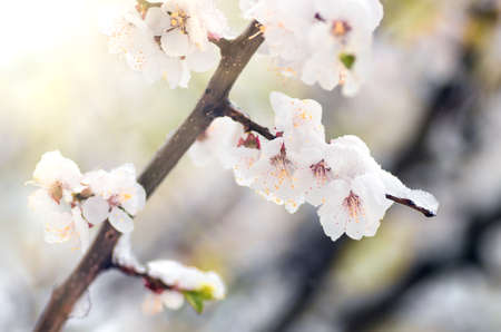 Flowers of apricot tree in spring when fell out the unexpectedly last snow. Flowers in the snow in spring.の写真素材