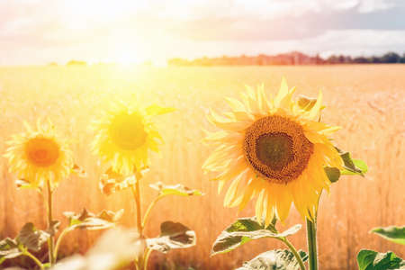 Flowers sunflower closeup and wheat field against the background of a distant city, blue sky, clouds and sun. Beautiful agricultural nature backgroundの写真素材