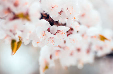 Flowers of apricot tree in spring when fell out the unexpectedly last snow. Flowers in the snow in spring.の写真素材