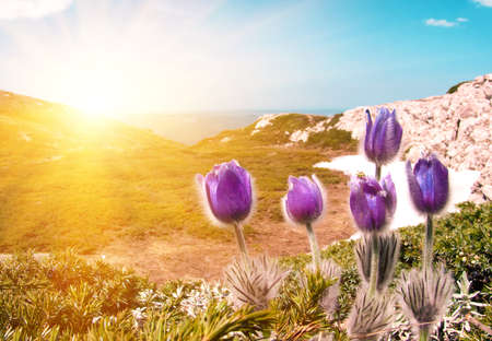 Purple fluffy flowers Pulsatilla patens blooming in the mountains, close-up
