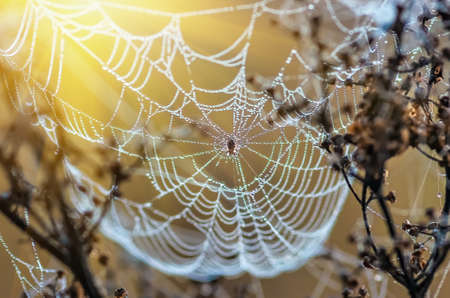 cobwebs on dry grass at foggy autumn morningの写真素材