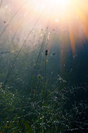 autumnal foggy sunrise landscape. Dry grass, fogの写真素材