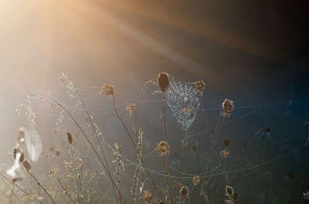 Closeup of cobwebs on dry grass foggy autumn morning. web and dew on a background of dry grass. Foggy morning. Wild nature.の写真素材