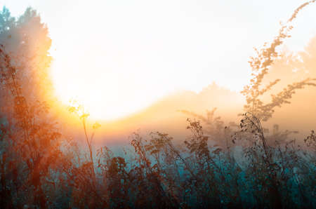 autumnal foggy sunrise landscape. Dry grass and trees in the fog. Sunrise in a forest glade early in the morningの写真素材