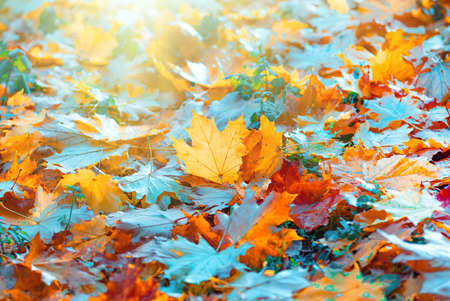 colorful autumn maple leaves closeup, autumn natural backgroundの写真素材
