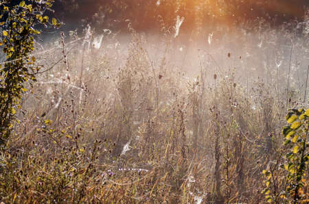 Big dry grass and bushs in the fog, autumnal foggy landscape. Sunrise in a forest glade early in the morningの写真素材