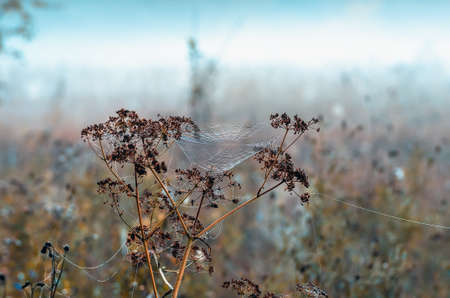 Closeup of cobwebs on dry grass foggy autumn morning. web and dew on a background of dry grass....