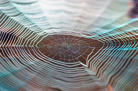 Dew drops on a spider web closeup, a background of dew. Nature background