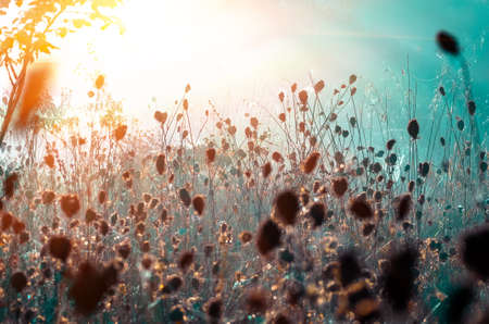 Big dry grass and bushs in the fog, autumnal foggy landscape. Sunrise in a forest glade early in the morningの写真素材