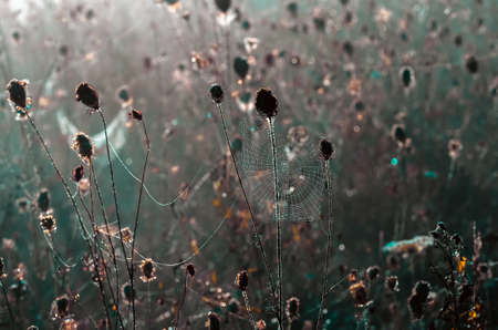 Closeup of cobwebs on dry grass foggy autumn morning. web and dew on a background of dry grass. Foggy morning. Wild nature.の写真素材