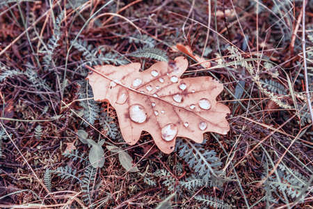 Dry oak leaf are covered with water droplets. Autumn backround