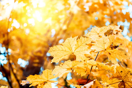 Colorful maple leaves closeup on a background of trees in an autumn forest, yellow maple leaves,...